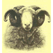 Whitefaced Woodland Sheep Society